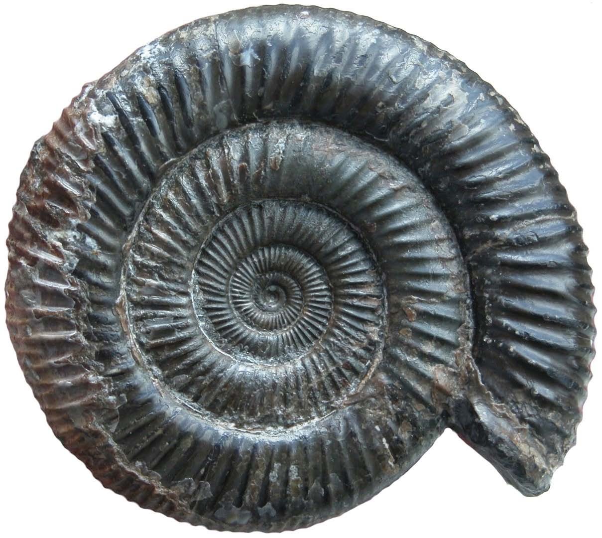 Ammonite Dactylioceras