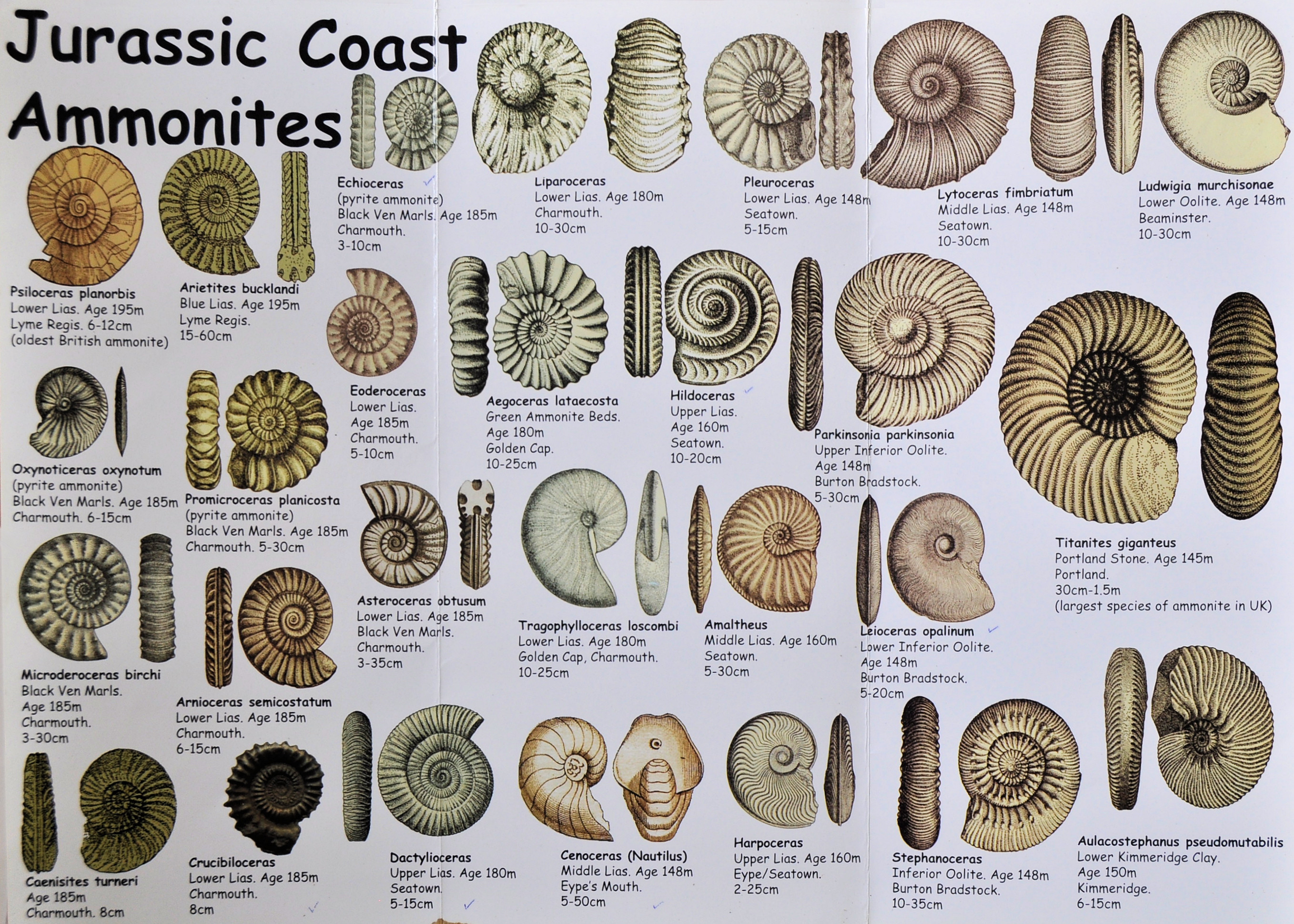 Dinosaur Fossil Identification Chart